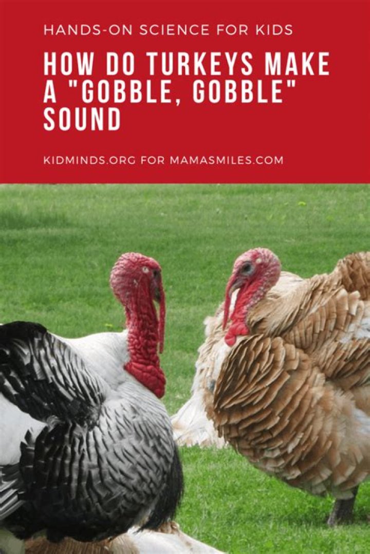 Who makes gobble sound?