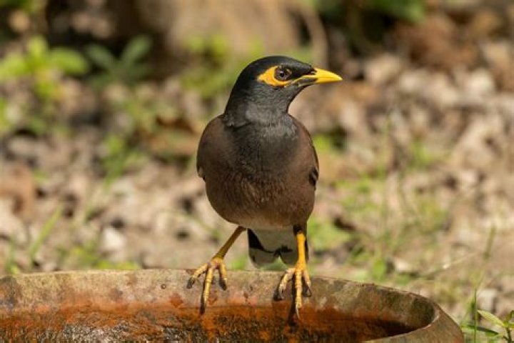 Why bird making noise at night?