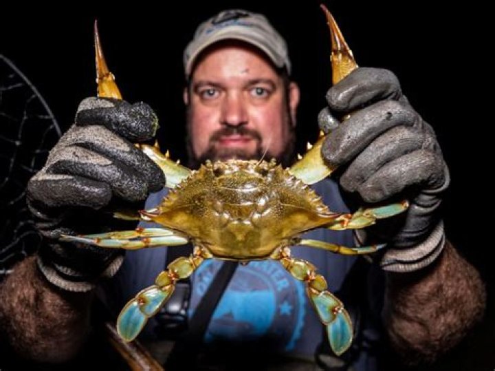 Why crabbing at night?