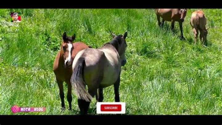Why do horses stand together?