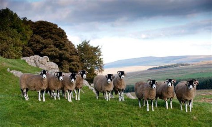Why is it called lamb and not sheep?