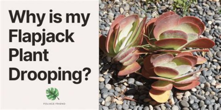 Why is my flapjack too hard?