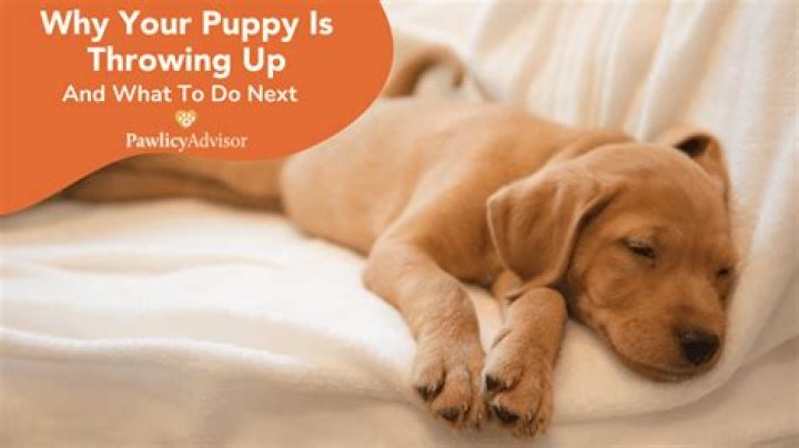 Why is puppy throwing up?