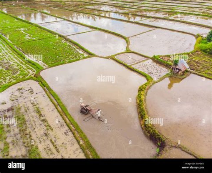 Why is rice flooded?
