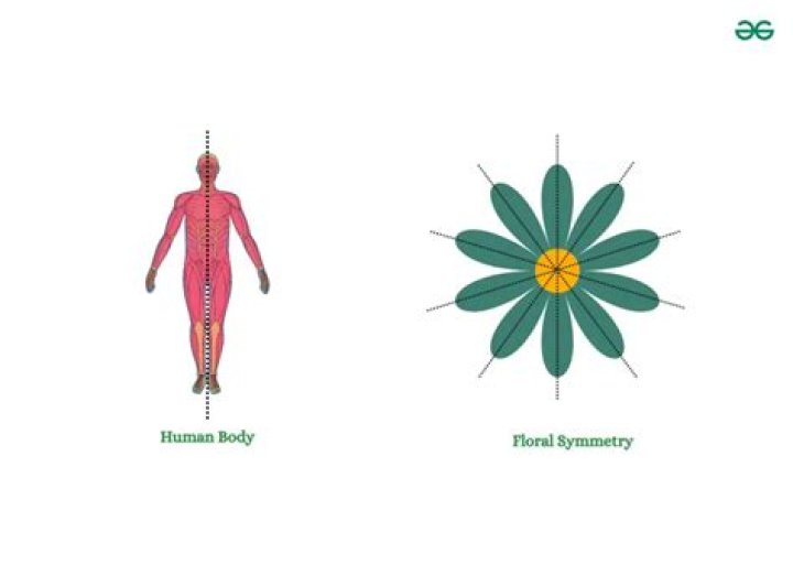 Why is symmetry pleasing to the eye?