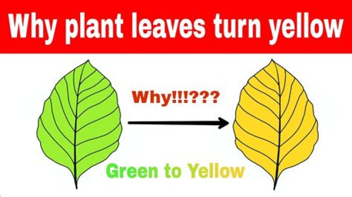 Why pandan leaves turn yellow?