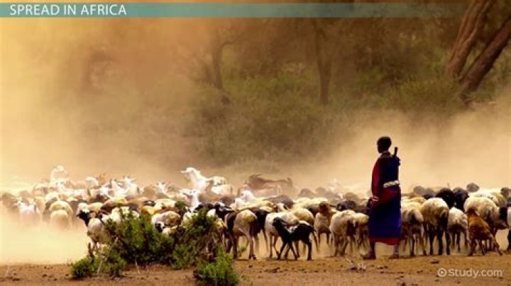 Why were pastoralists important to settled agriculturalists?