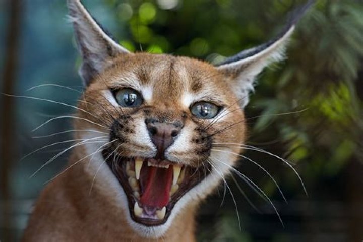 Will a caracal attack humans?