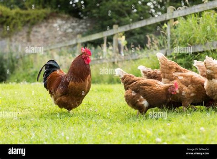 Will dolomite lime hurt chickens?